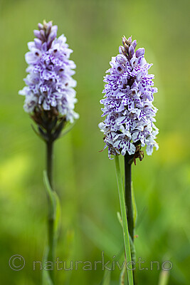 BB 14 0350 / Dactylorhiza maculata / Flekkmarihånd <br /> Dactylorhiza maculata fuchsii / Skogmarihand